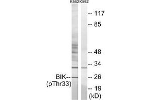 Western blot analysis of extracts from K562 cells, using BIK (Phospho-Thr33) antibody. (BIK anticorps  (pThr33))