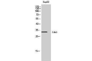 Western Blotting (WB) image for anti-Cyclin-Dependent Kinase 5 (CDK5) (Ser23) antibody (ABIN3179946) (CDK5 anticorps  (Ser23))