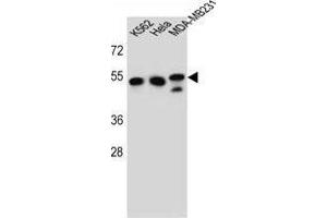 TUBB6 Antibody (Center) western blot analysis in K562,Hela,MDA-MB231 cell line lysates (35 µg/lane). (TUBb6 anticorps  (Middle Region))