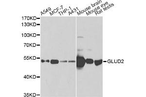 Western blot analysis of extracts of various cell lines, using GLUD2 antibody (ABIN2562844) at 1:1000 dilution. (GLUD2 anticorps)