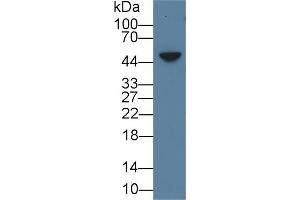 Detection of AREG in Mouse Skin lysate using Polyclonal Antibody to Amphiregulin (AREG) (Amphiregulin anticorps  (AA 94-191))