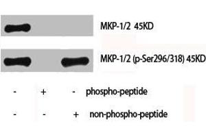 Western Blot analysis of Hela cells using MKP-1/2 Polyclonal Antibody (DUSP1 anticorps  (Ser296, Ser318))
