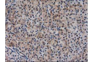 Image no. 5 for anti-Sepiapterin Reductase (SPR) antibody (ABIN1501111)