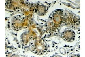 ABIN185513 (4µg/ml) staining of paraffin embedded Human Breast. (Klotho anticorps  (Internal Region))