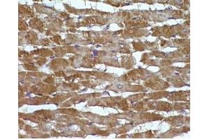 Rat hearttissue was stained by Angiotensin II (1-7) (Human) at 1:100
