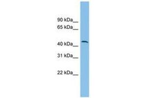 Image no. 1 for anti-DPH1 Homolog (DPH1) (AA 35-84) antibody (ABIN6744924) (DPH1 anticorps  (AA 35-84))