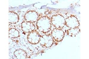 IHC testing of FFPE rat colon with FOXA1 antibody. (FOXA1 anticorps  (AA 372-472))