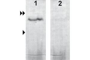 Western Blot analysis of ABIN870783 specificity. (GUCA2B anticorps)