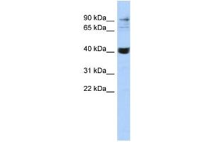 WB Suggested Anti-MMP3 Antibody Titration:  0. (MMP3 anticorps  (Middle Region))