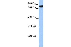 Western Blotting (WB) image for anti-Transducin-Like Enhancer Protein 2 (TLE2) antibody (ABIN2457945) (TLE2 anticorps)