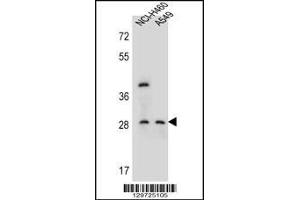 Western blot analysis in NCI-H460,A549 cell line lysates (35ug/lane). (SPATS1 anticorps  (AA 172-201))