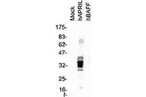 Western blot of total cell extracts from HEK 293 cells transfected with the indicated expression vector. (TNFSF13 anticorps  (AA 93-233))