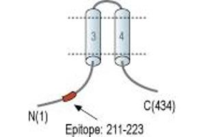MRS2 Magnesium Homeostasis Factor Homolog (MRS2) peptide