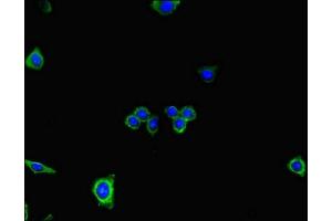 Immunofluorescent analysis of HepG2 cells using ABIN7150877 at dilution of 1:100 and Alexa Fluor 488-congugated AffiniPure Goat Anti-Rabbit IgG(H+L) (DNAH7 anticorps  (AA 730-903))