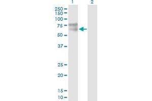 Western Blot analysis of IL1R1 expression in transfected 293T cell line by IL1R1 MaxPab polyclonal antibody.