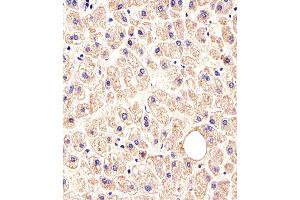 Immunohistochemical analysis of paraffin-embedded H.