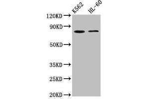 Western Blot Positive WB detected in: K562 whole cell lysate, HL60 whole cell lysate All lanes: LPO antibody at 5. (LPO (AA 81-190) anticorps)