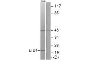 Western Blotting (WB) image for anti-EP300 Interacting Inhibitor of Differentiation 1 (EID1) (AA 71-120) antibody (ABIN2889832) (EID1 anticorps  (AA 71-120))