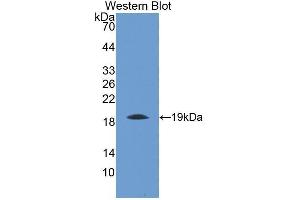 Western Blotting (WB) image for anti-Thrombomodulin (THBD) (AA 31-167) antibody (ABIN1173042) (Thrombomodulin anticorps  (AA 31-167))