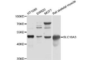 Western blot analysis of extracts of various cell lines, using SLC16A3 antibody (ABIN4905178) at 1:1000 dilution. (SLC16A3 anticorps)