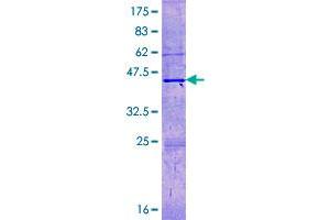 Image no. 1 for Histone H3.3C (H3F3C) (AA 1-135) protein (GST tag) (ABIN1309620)