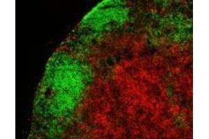 Immunofluorescence (IF) image for anti-Protein tyrosine Phosphatase, Receptor Type, C (PTPRC) antibody (Alexa Fluor 647) (ABIN2657803)