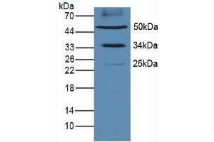 Western blot analysis of Mouse Heart Tissue. (PD-L1 anticorps  (AA 34-241))