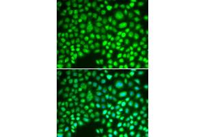Immunofluorescence (IF) image for anti-Aprataxin (APTX) antibody (ABIN1876552) (Aprataxin anticorps)
