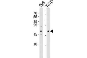 Western blot analysis of using LC3C antibody at 1:1000. (LC3C anticorps  (AA 1-30))
