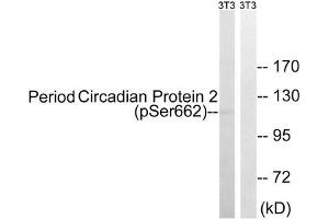 Western blot analysis of extracts from 3T3 cells, treated with PMA (125 ng/mL, 30 mins), using Period Circadian Protein 2 (Phospho-Ser662) antibody.