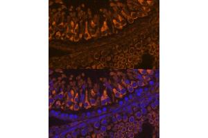 Immunofluorescence analysis of rat testis using ELSPBP1 antibody (ABIN7266993) at dilution of 1:100.