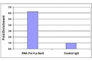 RNA pol II CTD phospho Ser5 antibody tested by ChIP analysis. (Rpb1 CTD anticorps  (pSer5, Ser5))