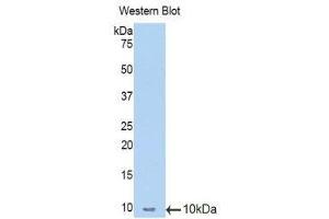 Western Blotting (WB) image for anti-Metallothionein 1 (MT1) (AA 1-61) antibody (ABIN1078312) (MT1 anticorps  (AA 1-61))