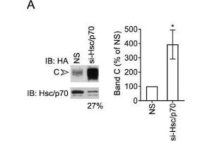 Hsc70/Hsp70 suppresses levels of mature CFTR. (HSP70/HSC70 anticorps)