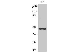 Western Blotting (WB) image for anti-serpin Peptidase Inhibitor, Clade B (Ovalbumin), Member 4 (SERPINB4) (Internal Region) antibody (ABIN3186882) (SERPINB4 anticorps  (Internal Region))