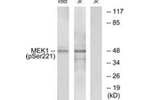 Western blot analysis of extracts from K562 cells treated with serum 20% 15' and Jurkat cells treated with EGF, using MEK1/2 (Phospho-Ser221) Antibody. (MEK1/2 anticorps  (pSer222))