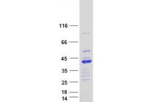 Validation with Western Blot
