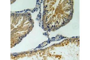 IHC-P analysis of testis tissue, with DAB staining. (BAFF anticorps  (AA 45-169))