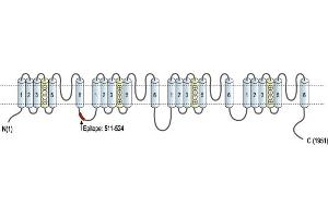 Representative domain view of the target of ABIN7884828.