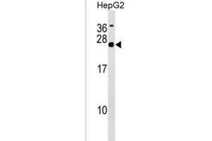 MRGBP Antibody (Center) (ABIN1538431 and ABIN2849597) western blot analysis in HepG2 cell line lysates (35 μg/lane). (MRGBP anticorps  (AA 46-75))
