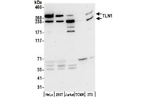 Western Blotting (WB) image for anti-Talin 1 (TLN1) (AA 1875-1925) antibody (ABIN7450828)