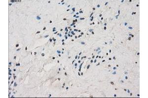 Image no. 4 for anti-Fc gamma RII (CD32) antibody (ABIN1497256) (Fc gamma RII (CD32) anticorps)