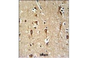 ZCH24 Antibody (C-term) (ABIN651036 and ABIN2840043) IHC analysis in formalin fixed and paraffin embedded brain tissue followed by peroxidase conjugation of the secondary antibody and DAB staining. (ZCCHC24 anticorps  (C-Term))
