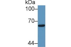 Western Blot; Sample: Human 293T cell lysate; Primary Ab: 1µg/ml Rabbit Anti-Bovine Smad1 Antibody Second Ab: 0.
