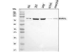 Western blot analysis of BARD1 using anti-BARD1 antibody (ABIN7602360).