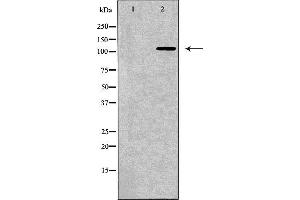 Western blot analysis of NIH-3T3 cell lysate, using BMPR2 Antibody. (BMPR2 anticorps  (Internal Region))