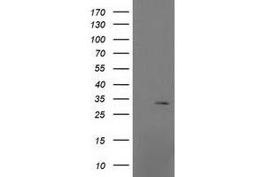 Image no. 2 for anti-Mitochondrial Ribosomal Protein S2 (MRPS2) antibody (ABIN1499562) (MRPS2 anticorps)