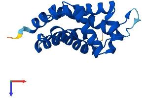 AlphaFold protein structure predicition of Human Recombinant NGB Protein, UniprotID Q9NPG2