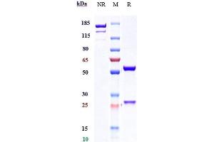 Anti-IL-22 Reference Antibody (fezakinumab) on SDS-PAGE under reducing (R) condition.