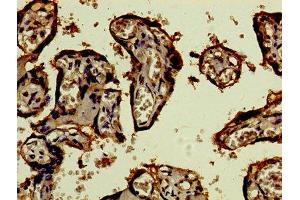 Immunohistochemistry of paraffin-embedded human placenta tissue using ABIN7159320 at dilution of 1:100